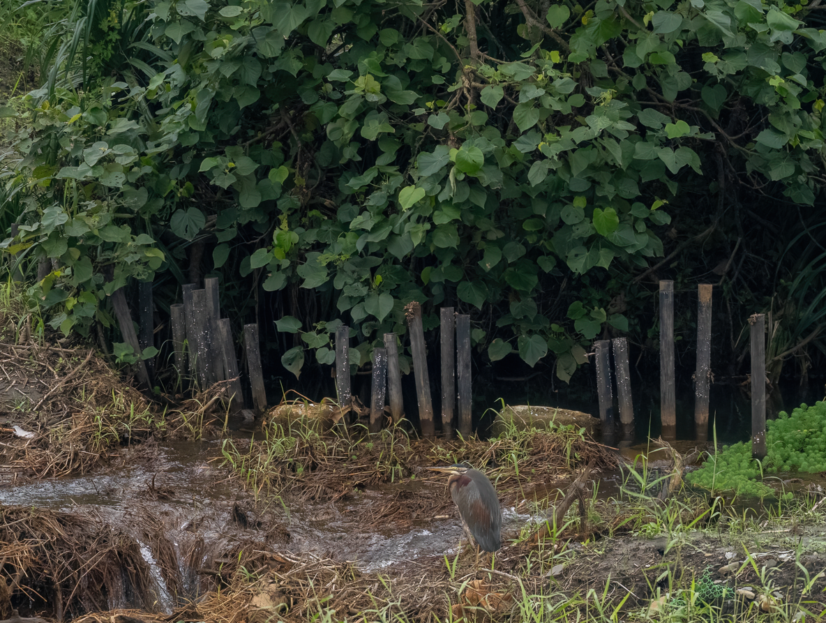 Purple Heron - ML646966627