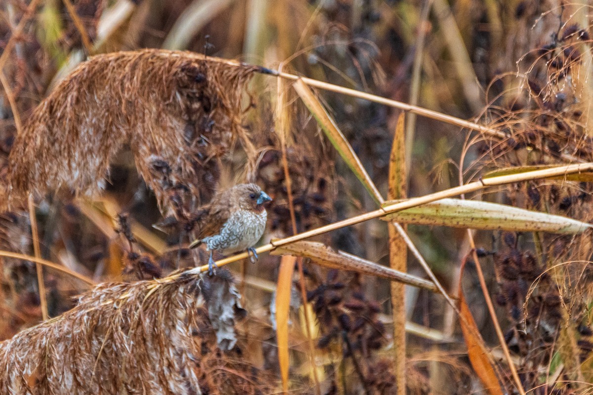 Scaly-breasted Munia - ML646966631