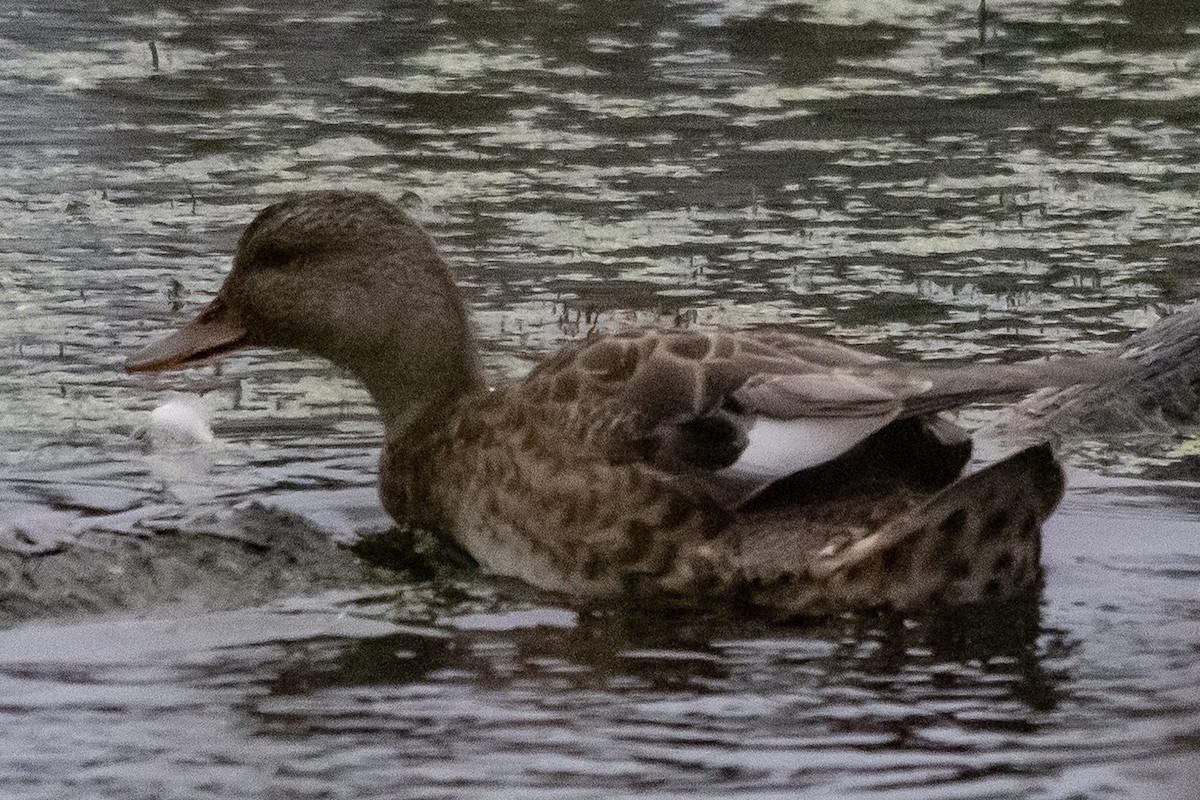 Gadwall - ML646966632