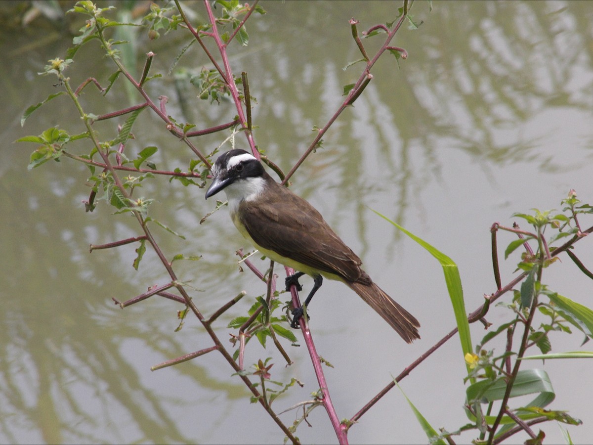 Great Kiskadee - ML646966633