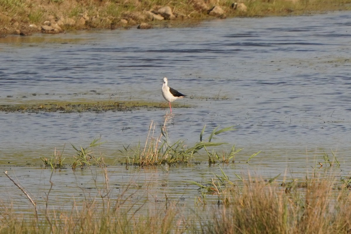 Black-winged Stilt - ML646966634