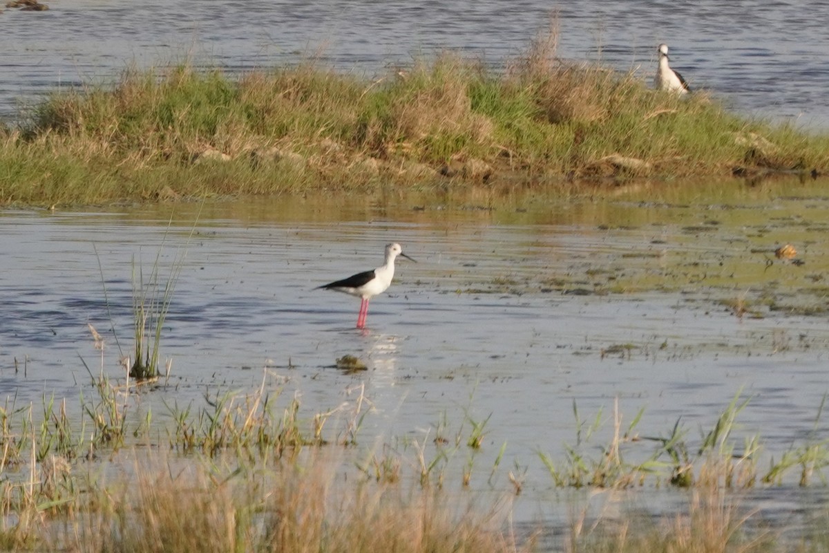 Black-winged Stilt - ML646966635
