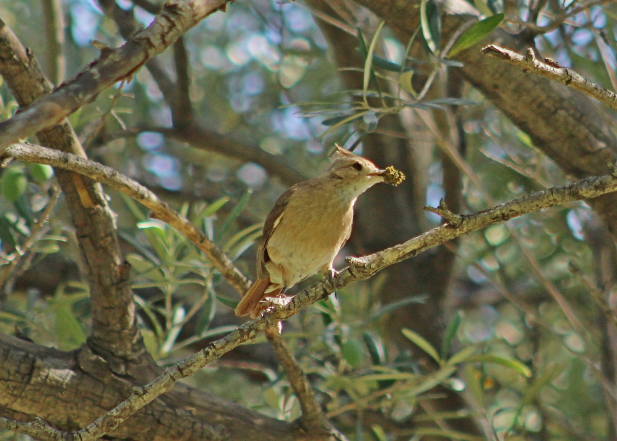 Crested Hornero - ML646966637