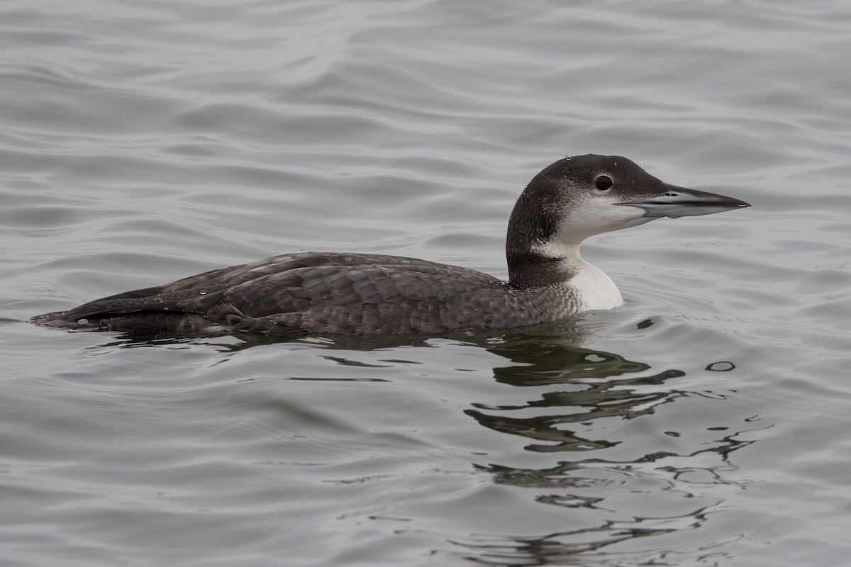 Common Loon - ML646966641