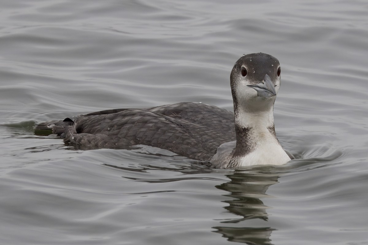 Common Loon - ML646966644