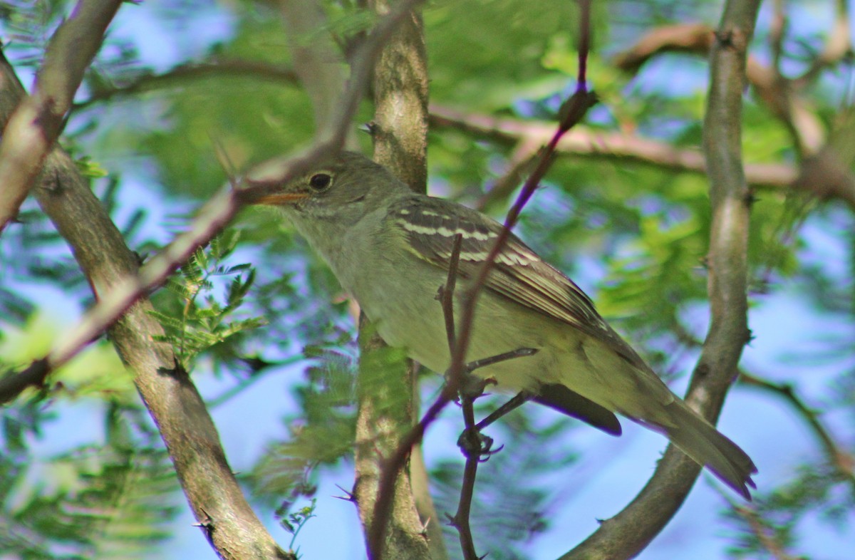 Small-billed Elaenia - ML646966648
