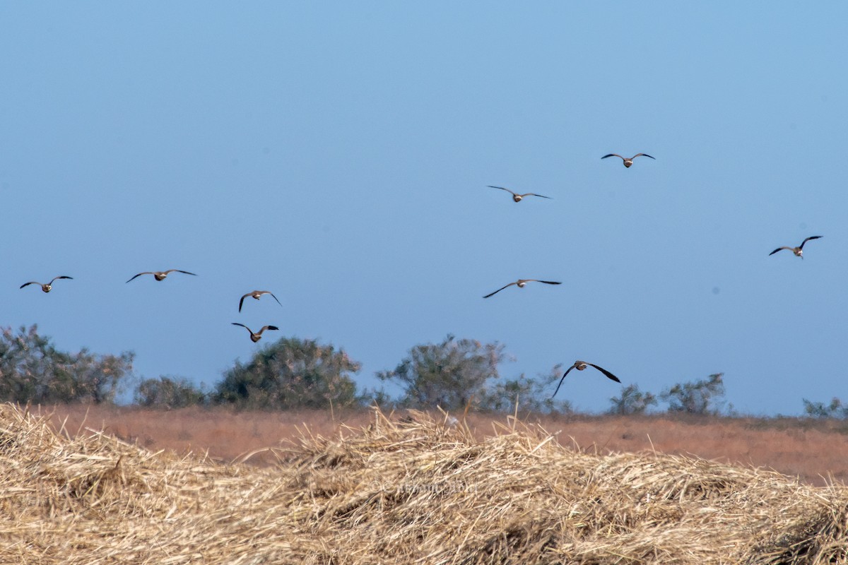 Indian Courser - ML646966653
