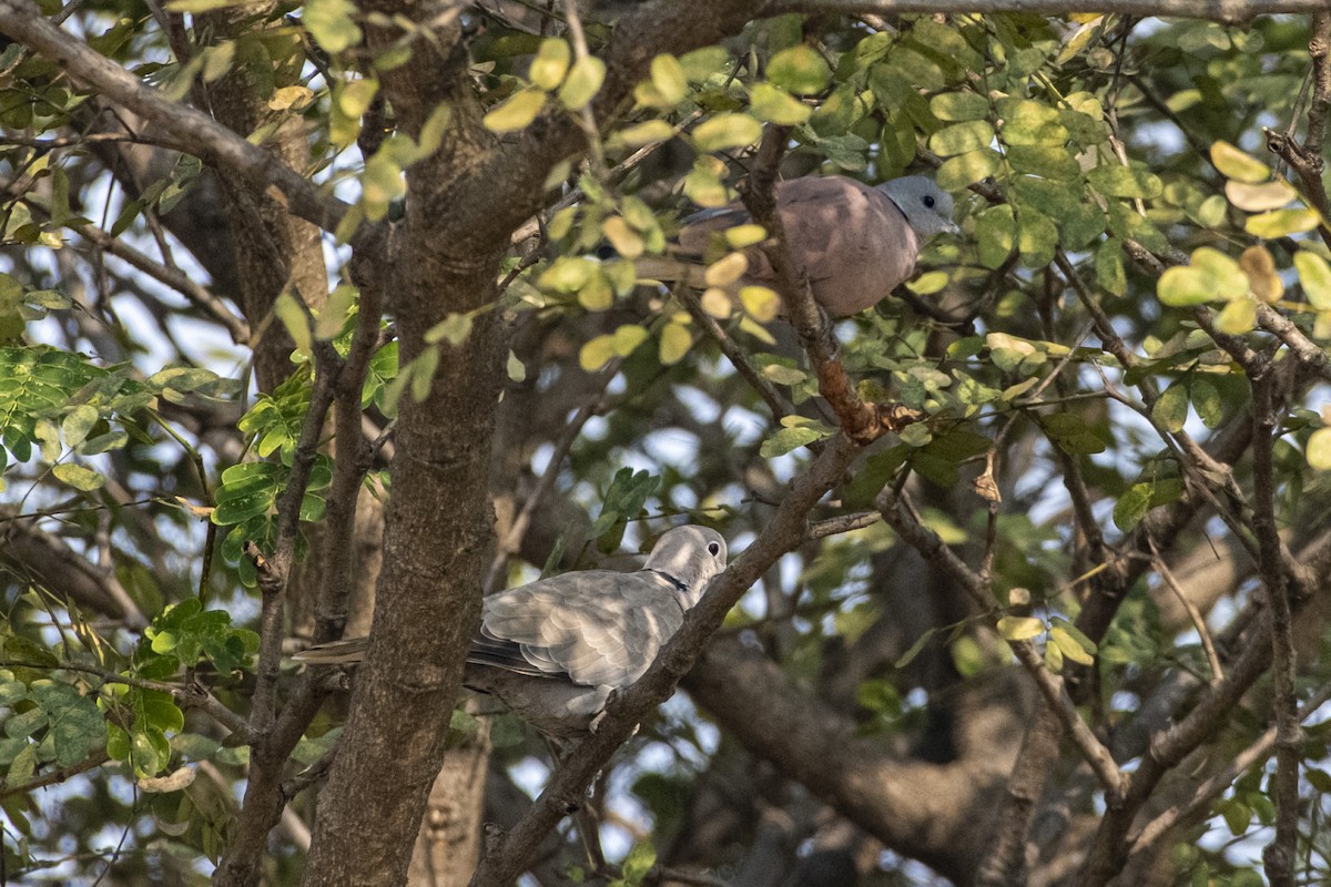 Короткохвостая горлица - ML646966654