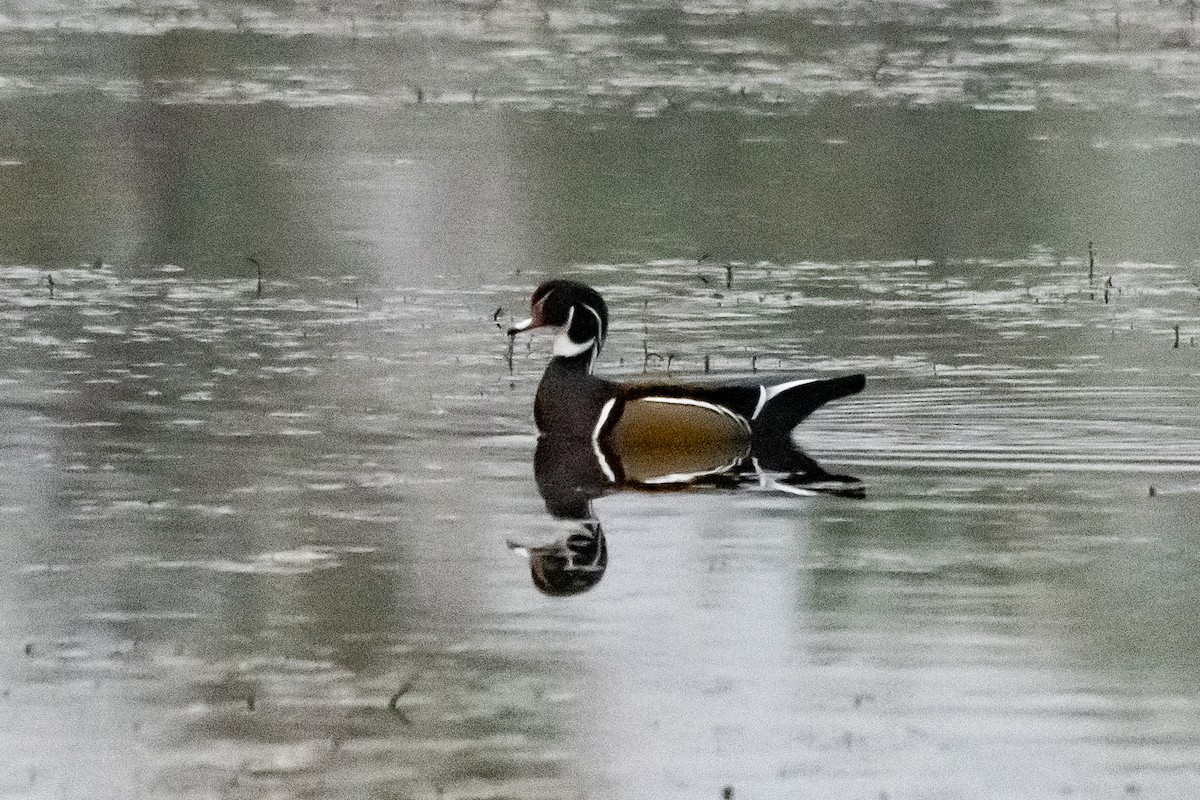 מנדרין אמריקני - ML646966659