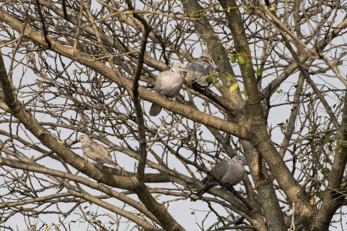 Кольчатая горлица - ML646966662