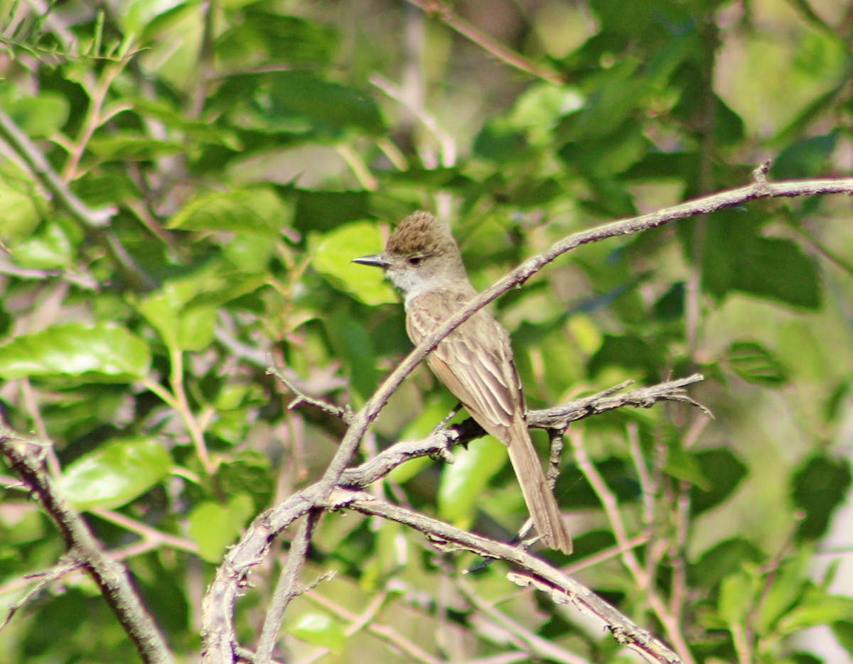 Smoke-colored Pewee - ML646966663