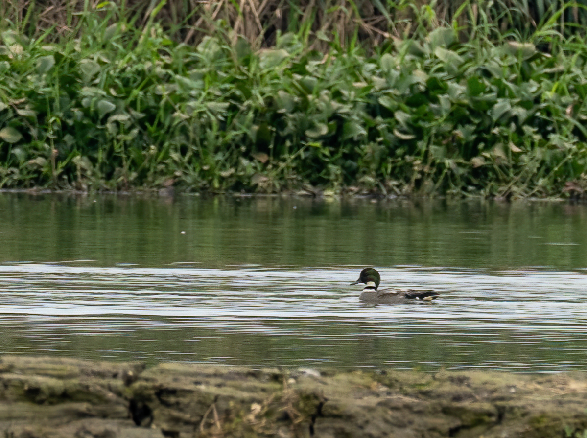 ヨシガモ - ML646966667