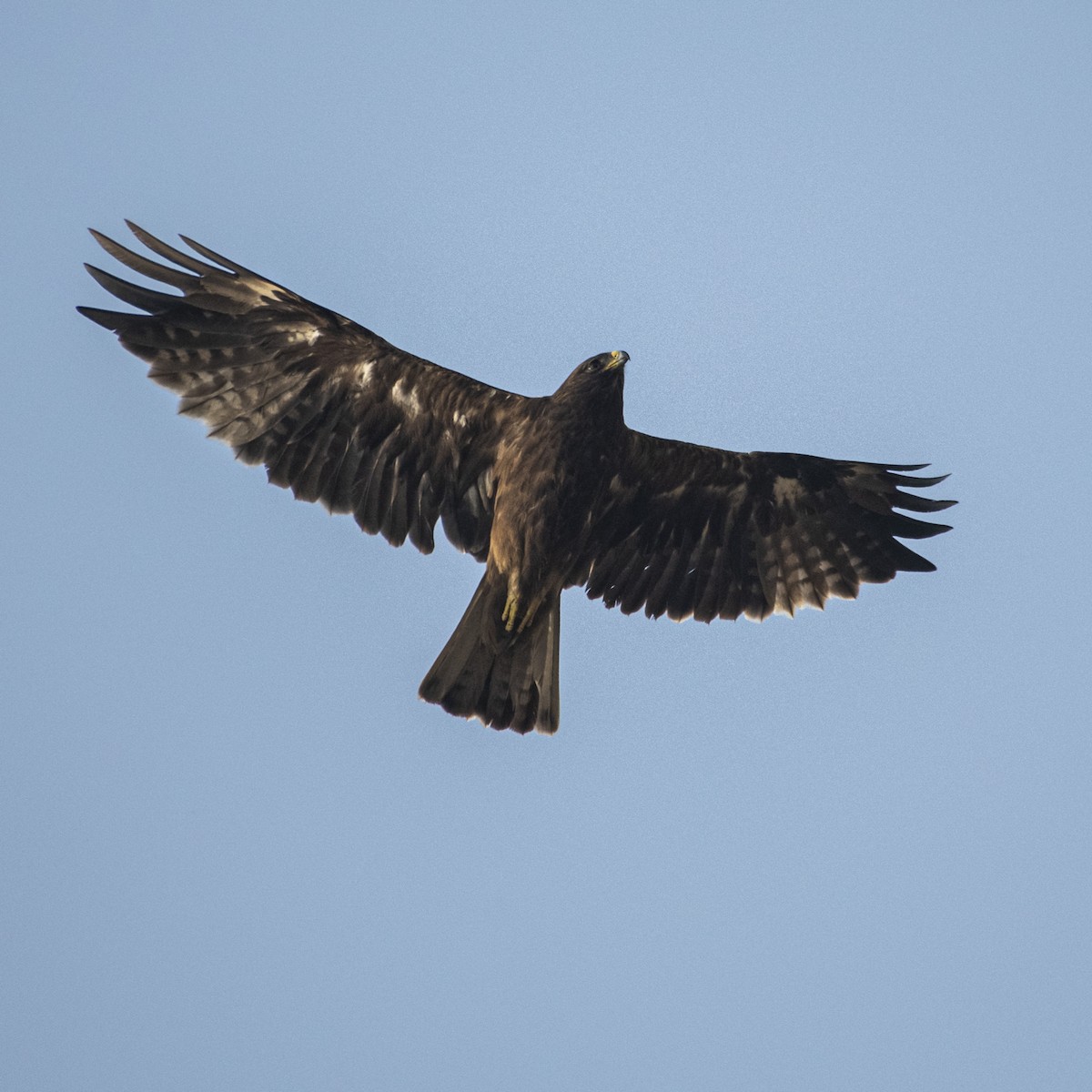 Орёл-карлик - ML646966669