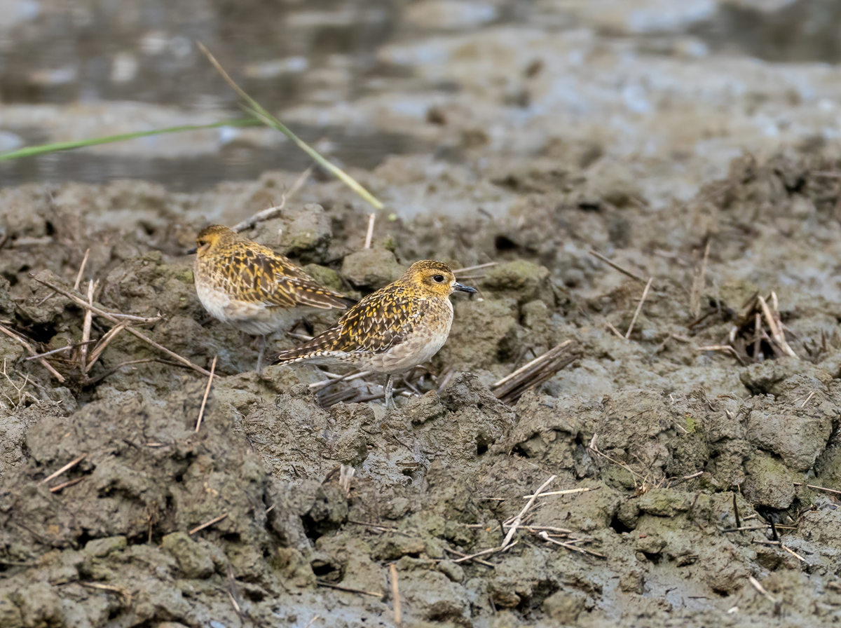 Pacific Golden-Plover - ML646966670