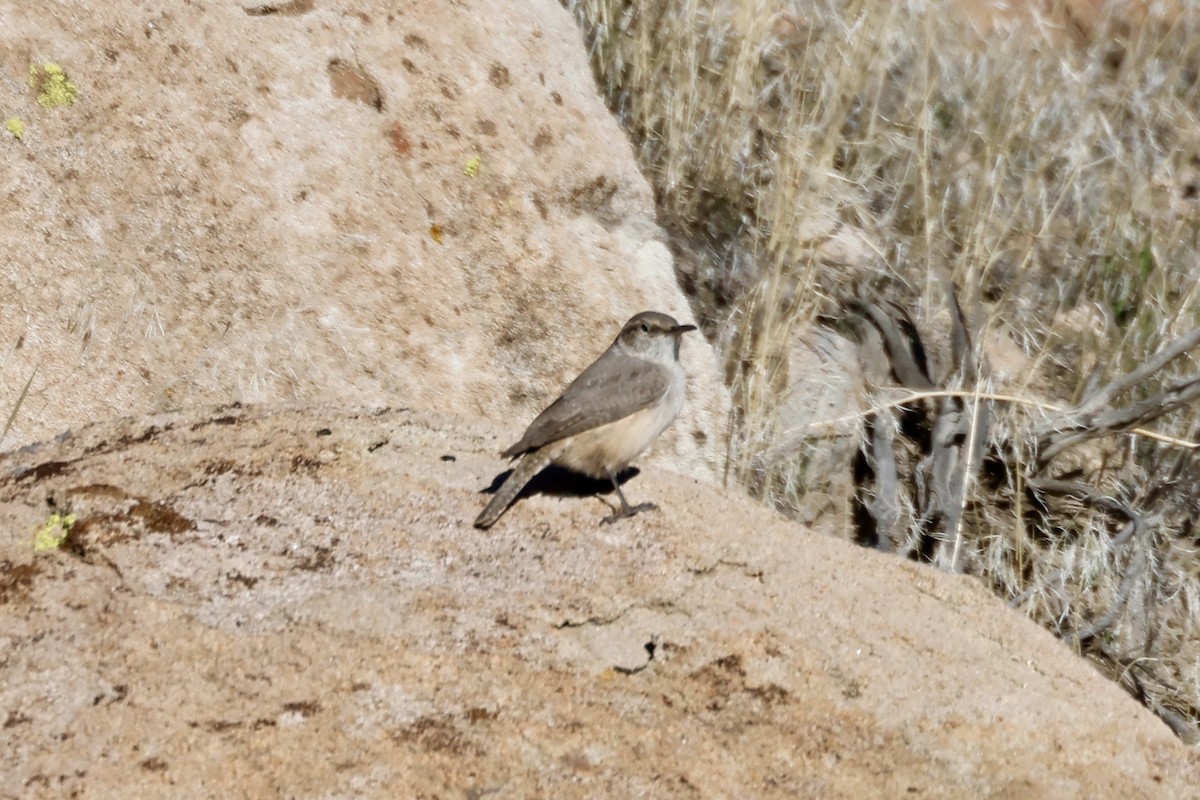 Rock Wren - ML646966671