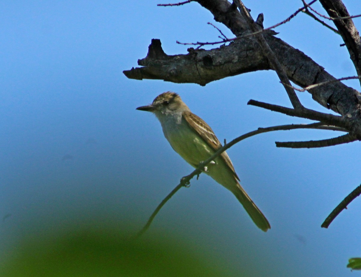 Swainson's Flycatcher - ML646966672