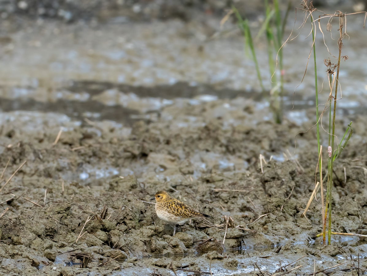 Pacific Golden-Plover - ML646966673