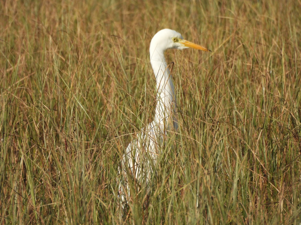 Great Egret - ML646966676