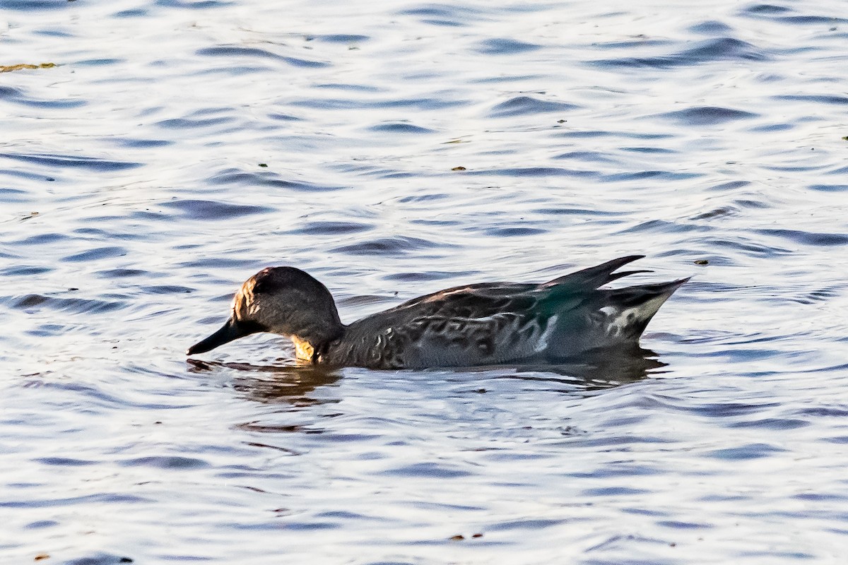 שרשיר - ML646966678
