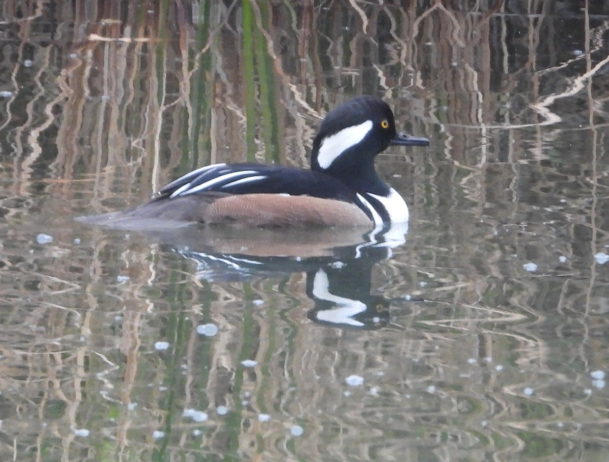 Hooded Merganser - ML646966684