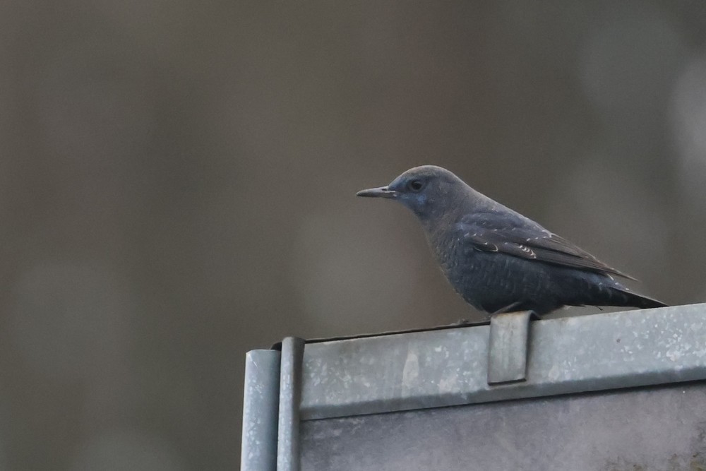 Blue Rock-Thrush - ML646966686