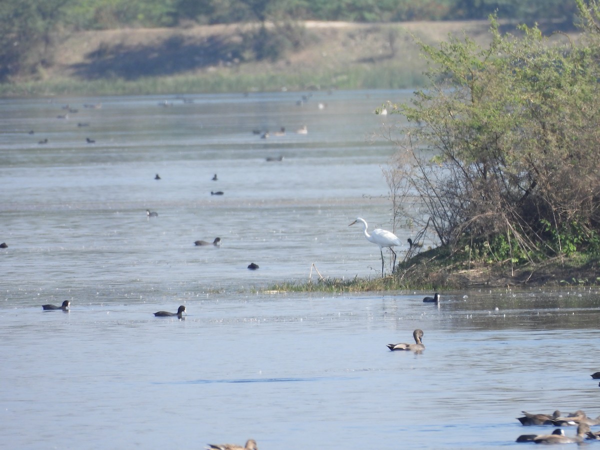 Medium Egret - ML646966689