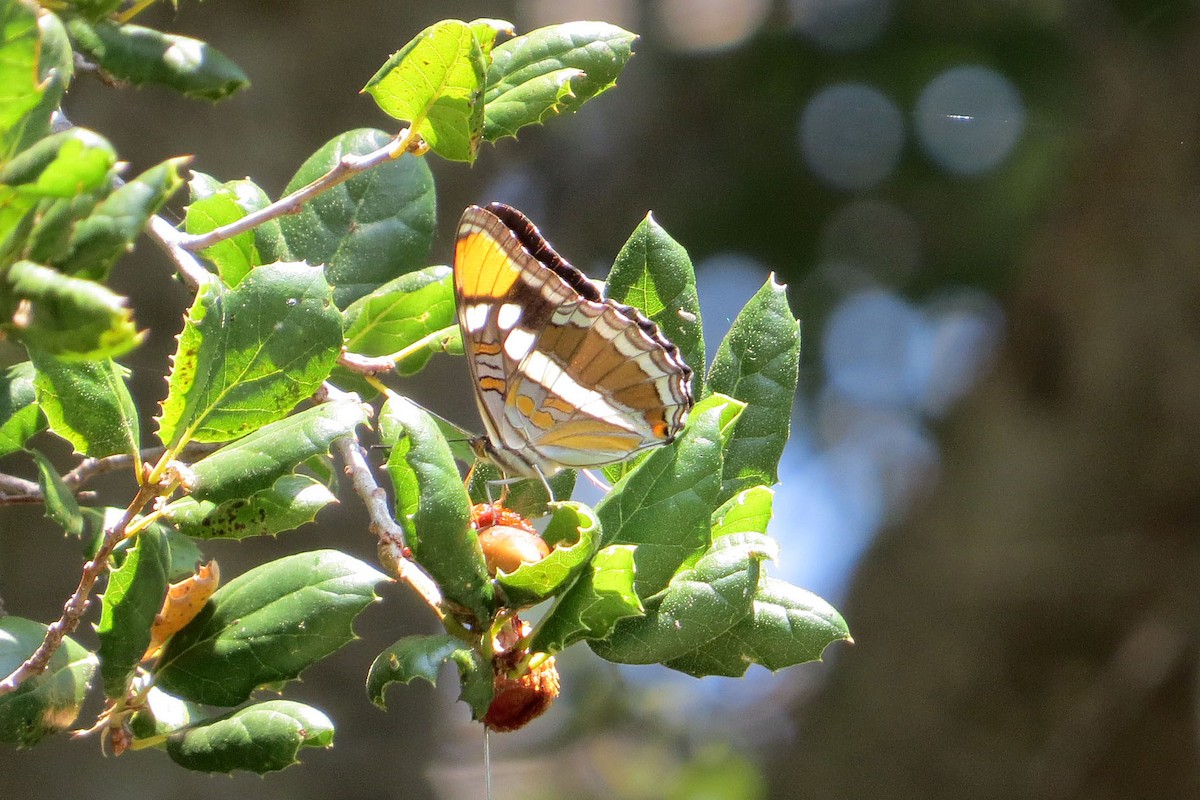 California Sister - ML646966690