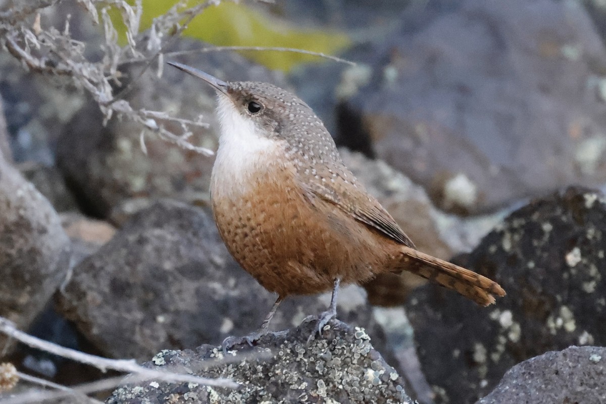 Canyon Wren - ML646966692