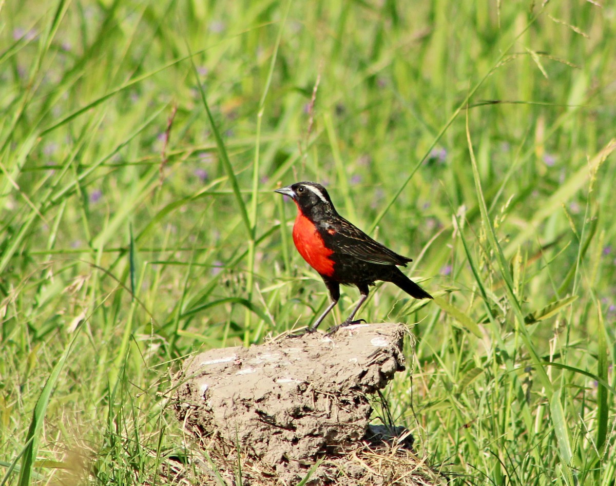 Loica Cejiblanca - ML646966695