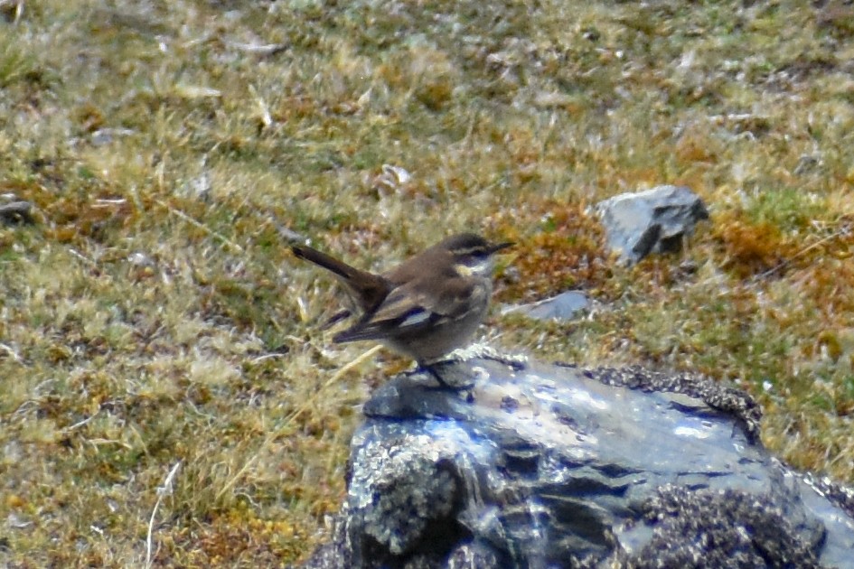 Трясихвіст гірський - ML646966697