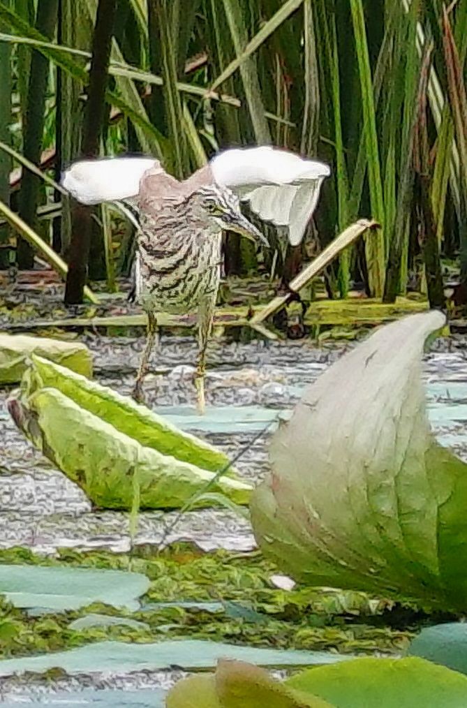 mangrovehegre - ML646966698