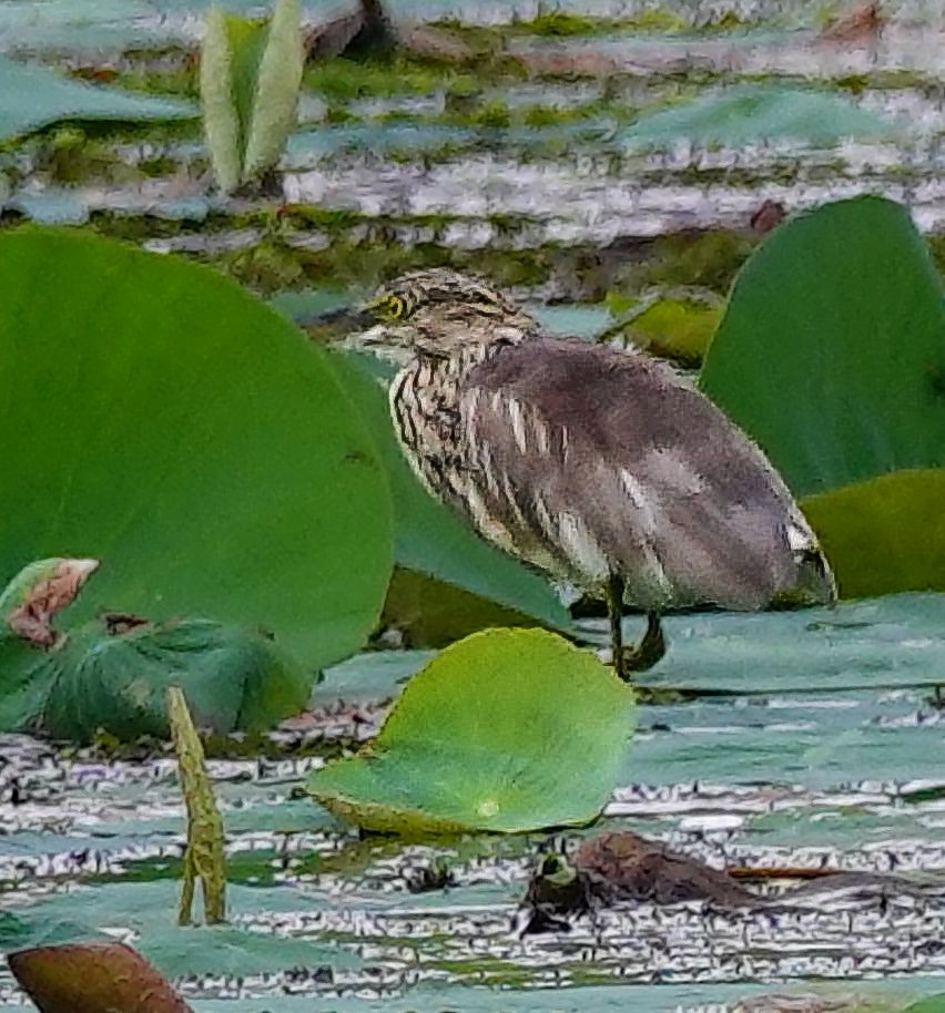 mangrovehegre - ML646966699