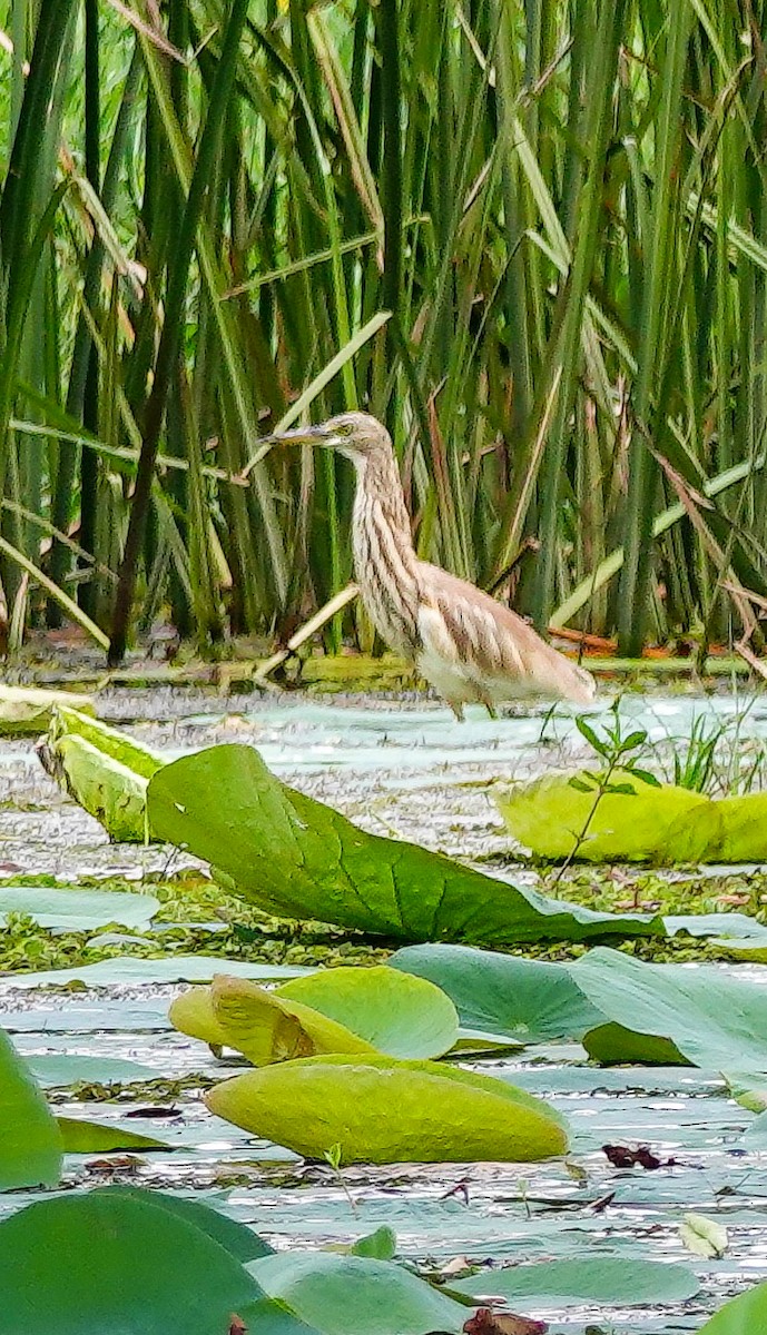 mangrovehegre - ML646966700