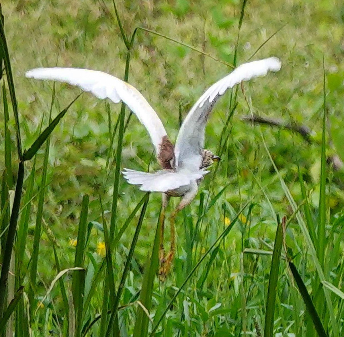 mangrovehegre - ML646966701