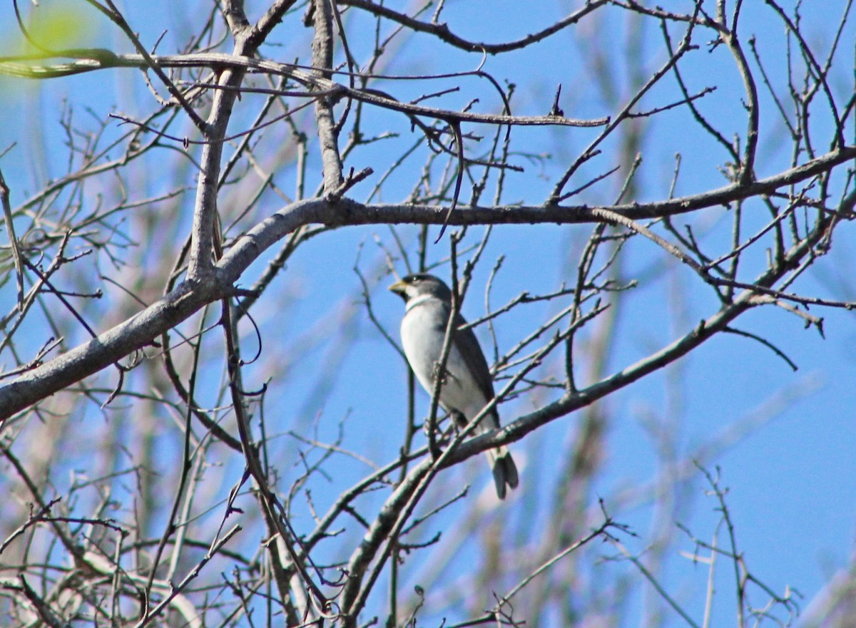 Double-collared Seedeater - ML646966702