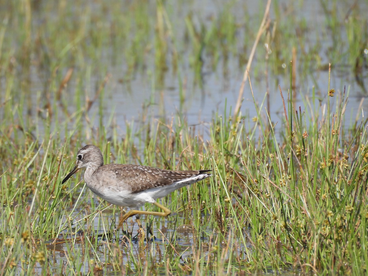 vodouš bahenní - ML646966704