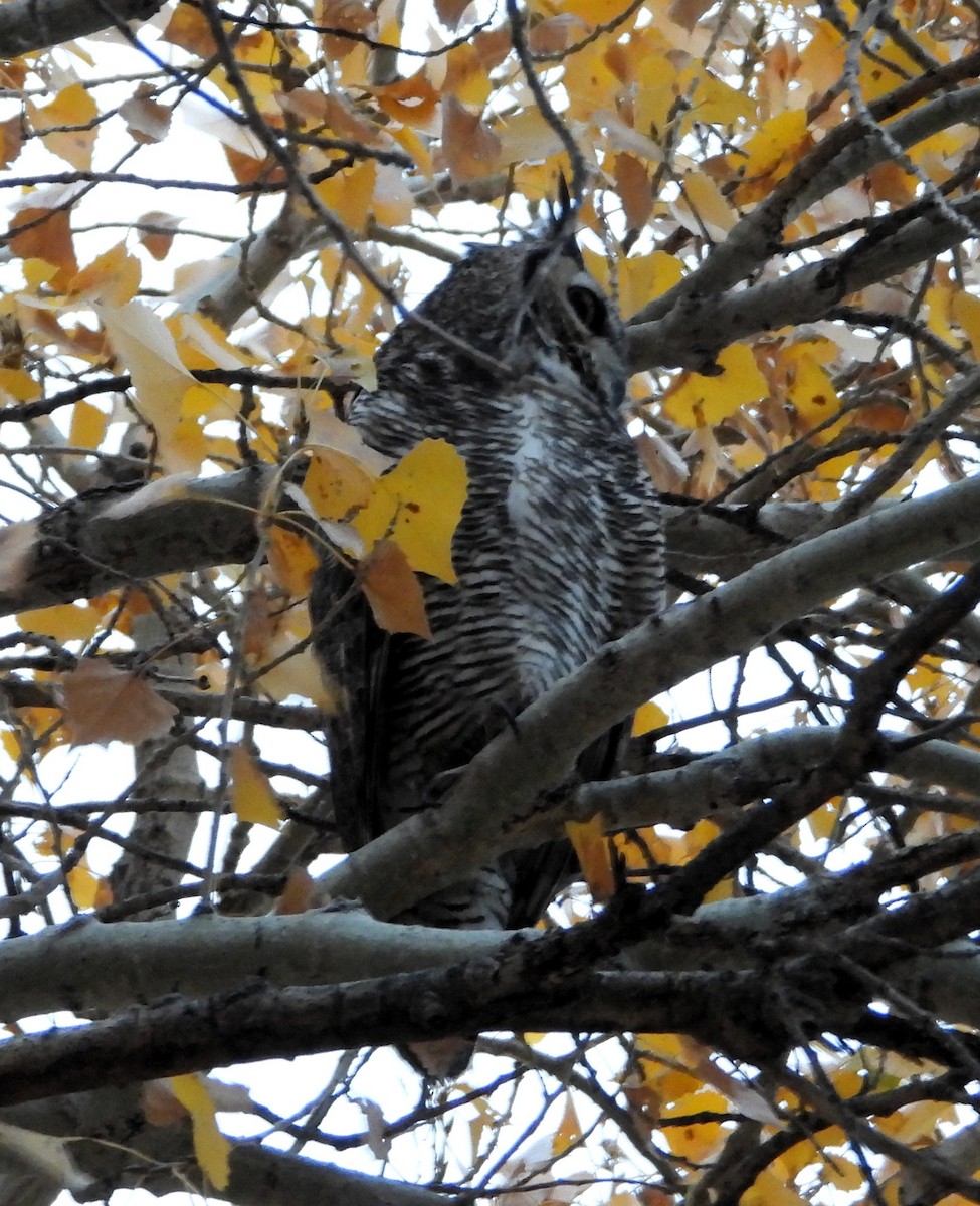 Great Horned Owl - ML646966712