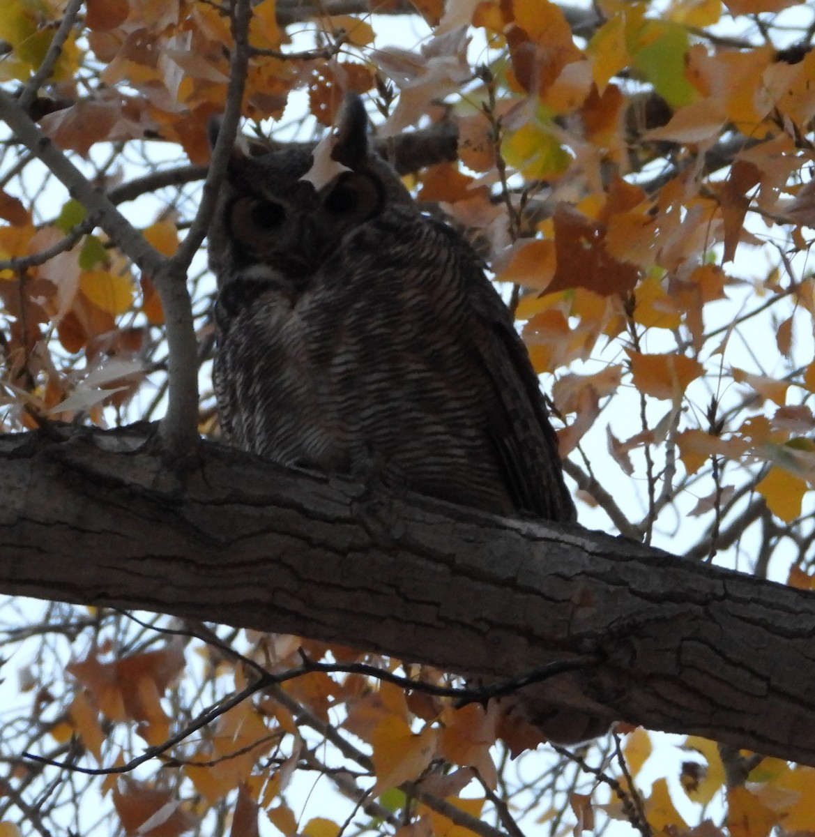 Great Horned Owl - ML646966713