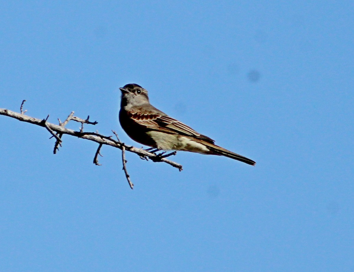 Crowned Slaty Flycatcher - ML646966716