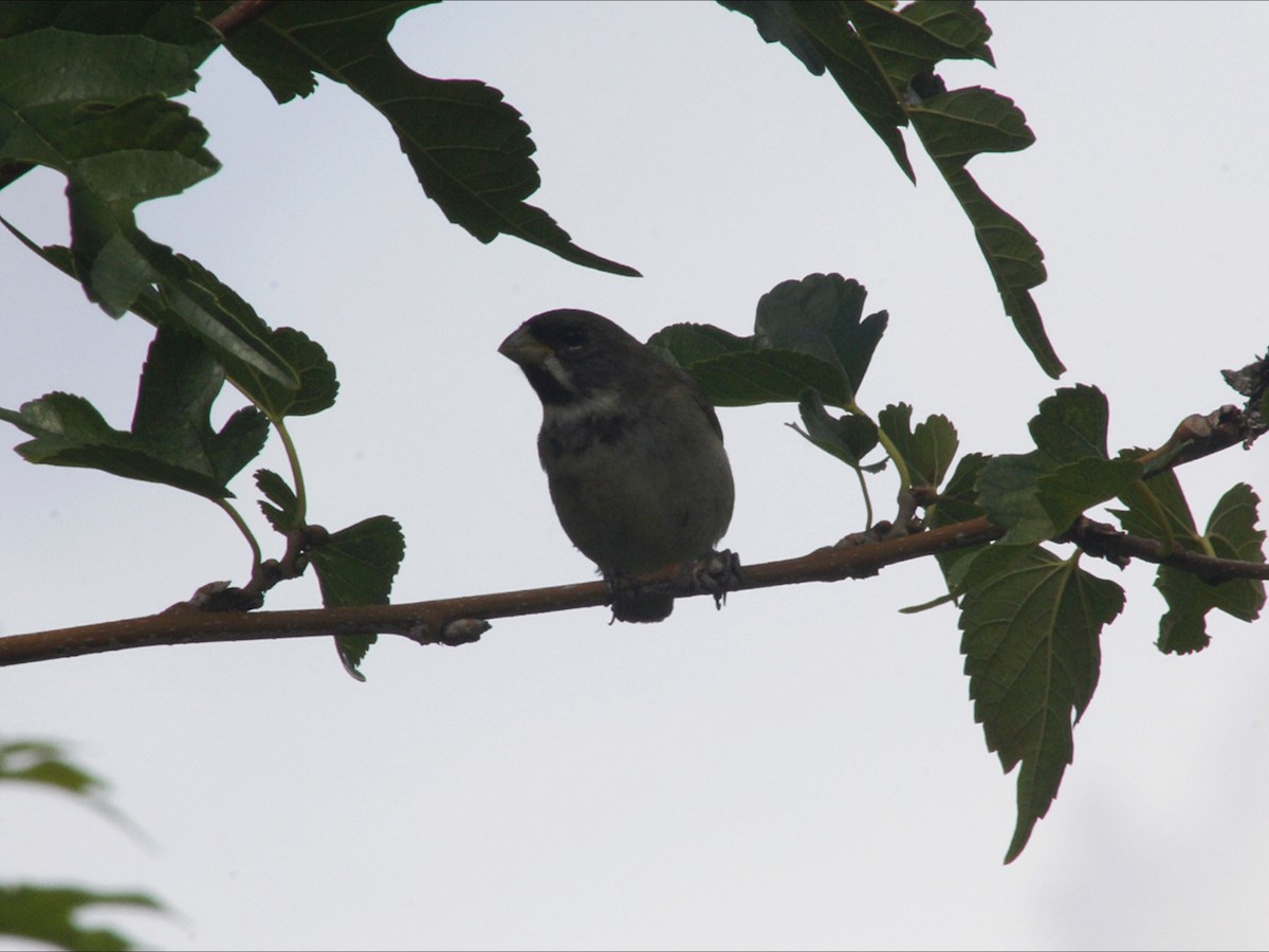 Double-collared Seedeater - ML646966717