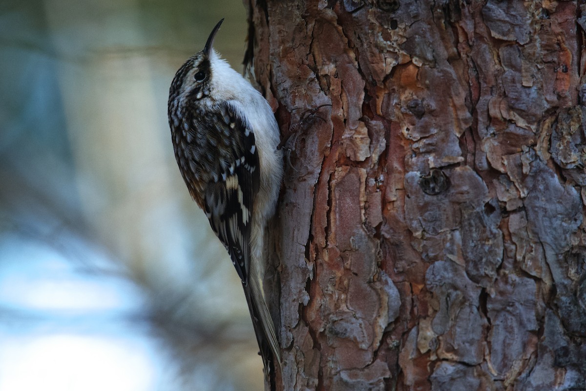 Підкоришник американський - ML646966718