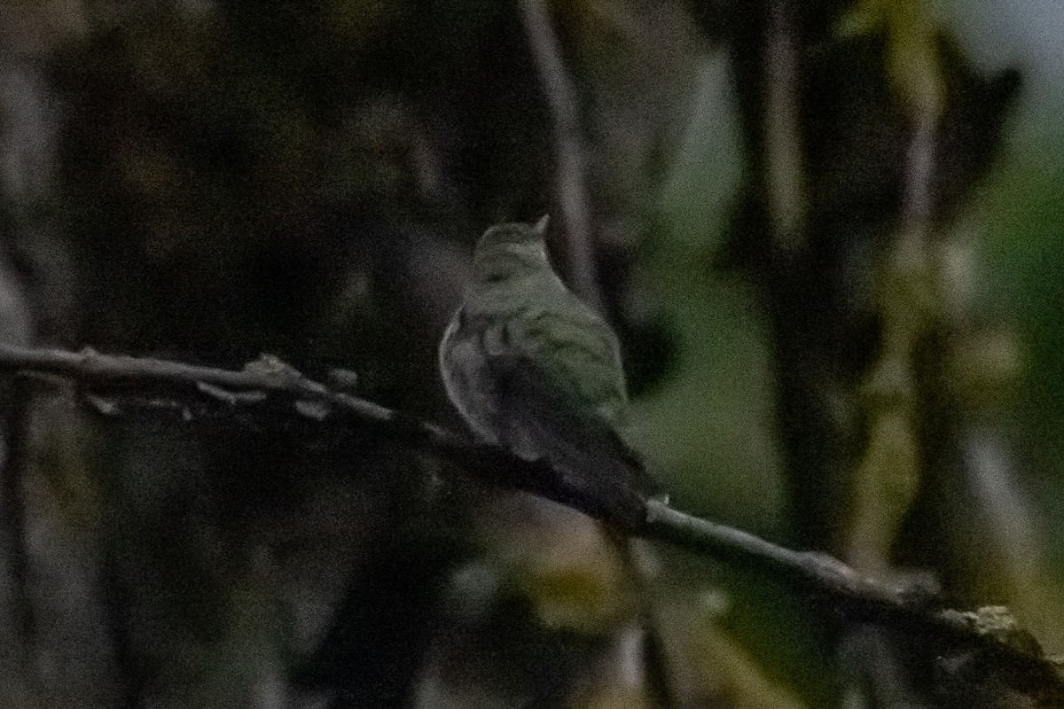 Anna's Hummingbird - ML646966726