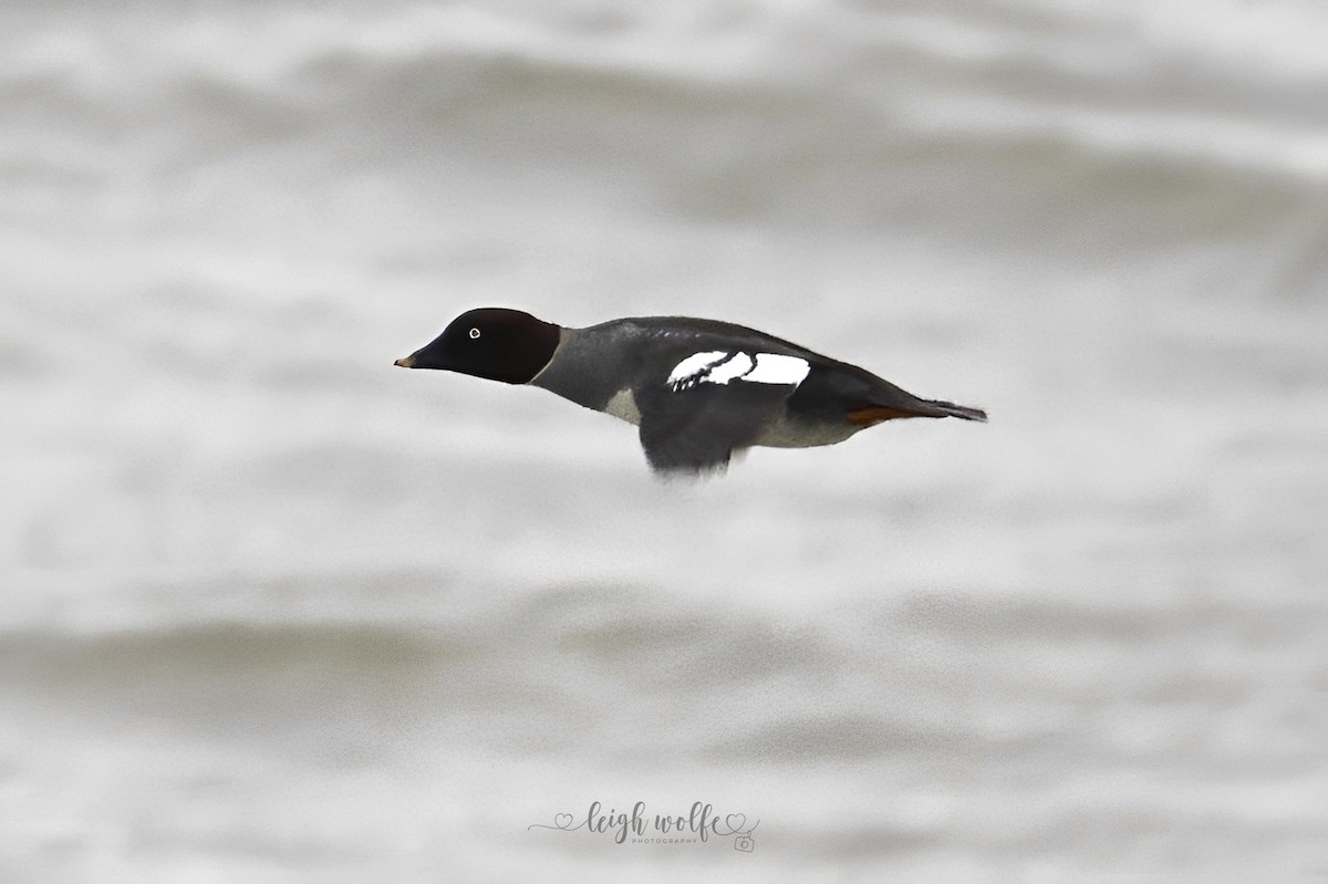 Quattrocchi - ML646966727