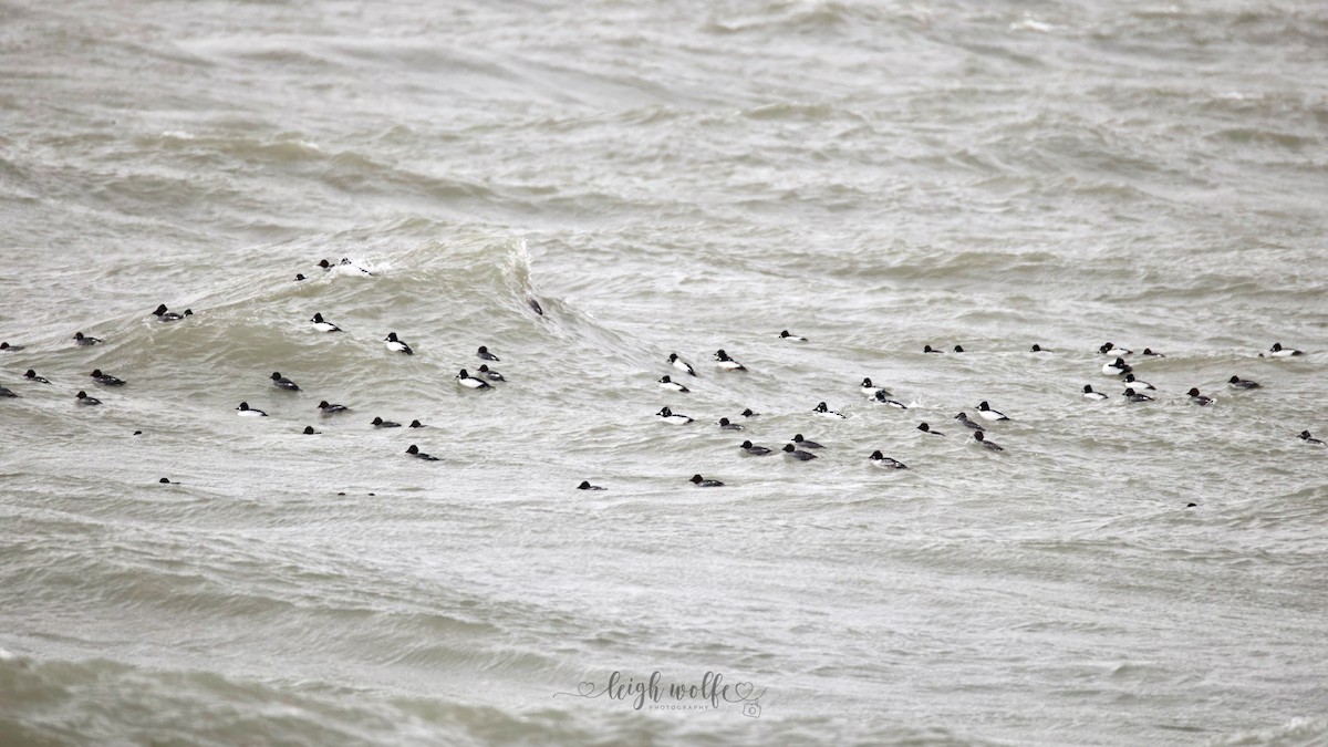 Quattrocchi - ML646966728