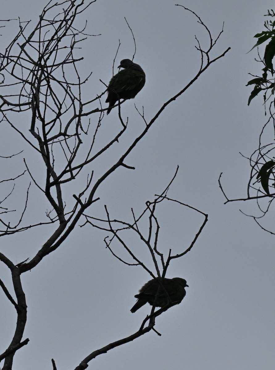Pink-necked Green-Pigeon - ML646966731