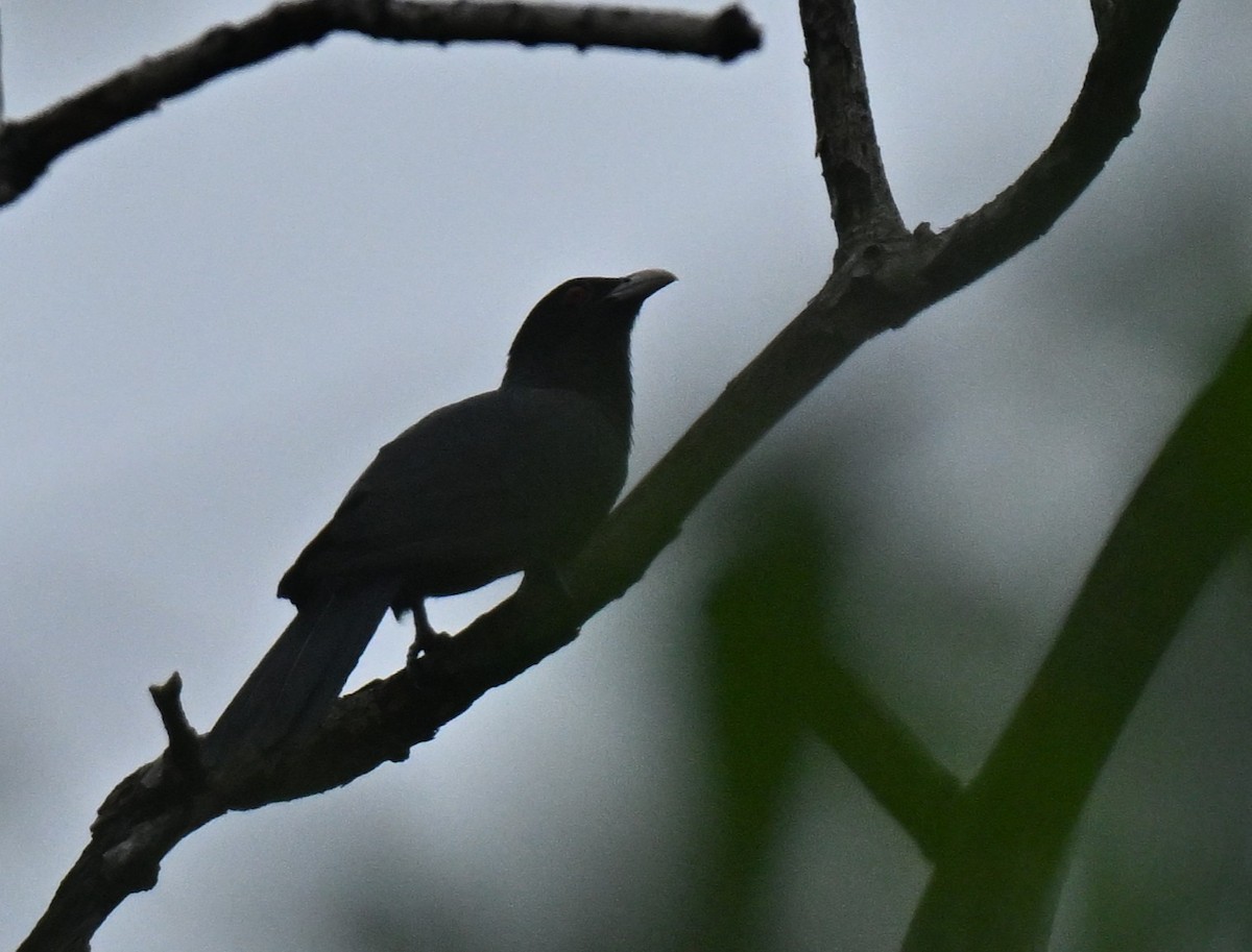 噪鵑 - ML646966732