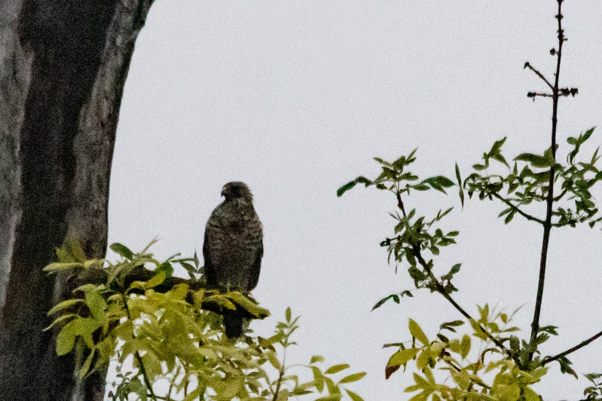 Red-tailed Hawk - ML646966733