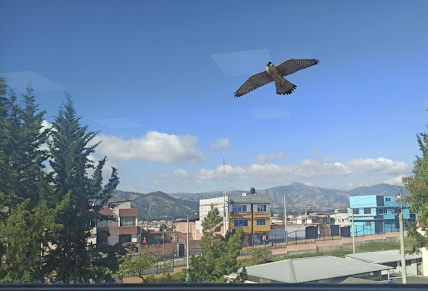 Peregrine Falcon - ML646966734