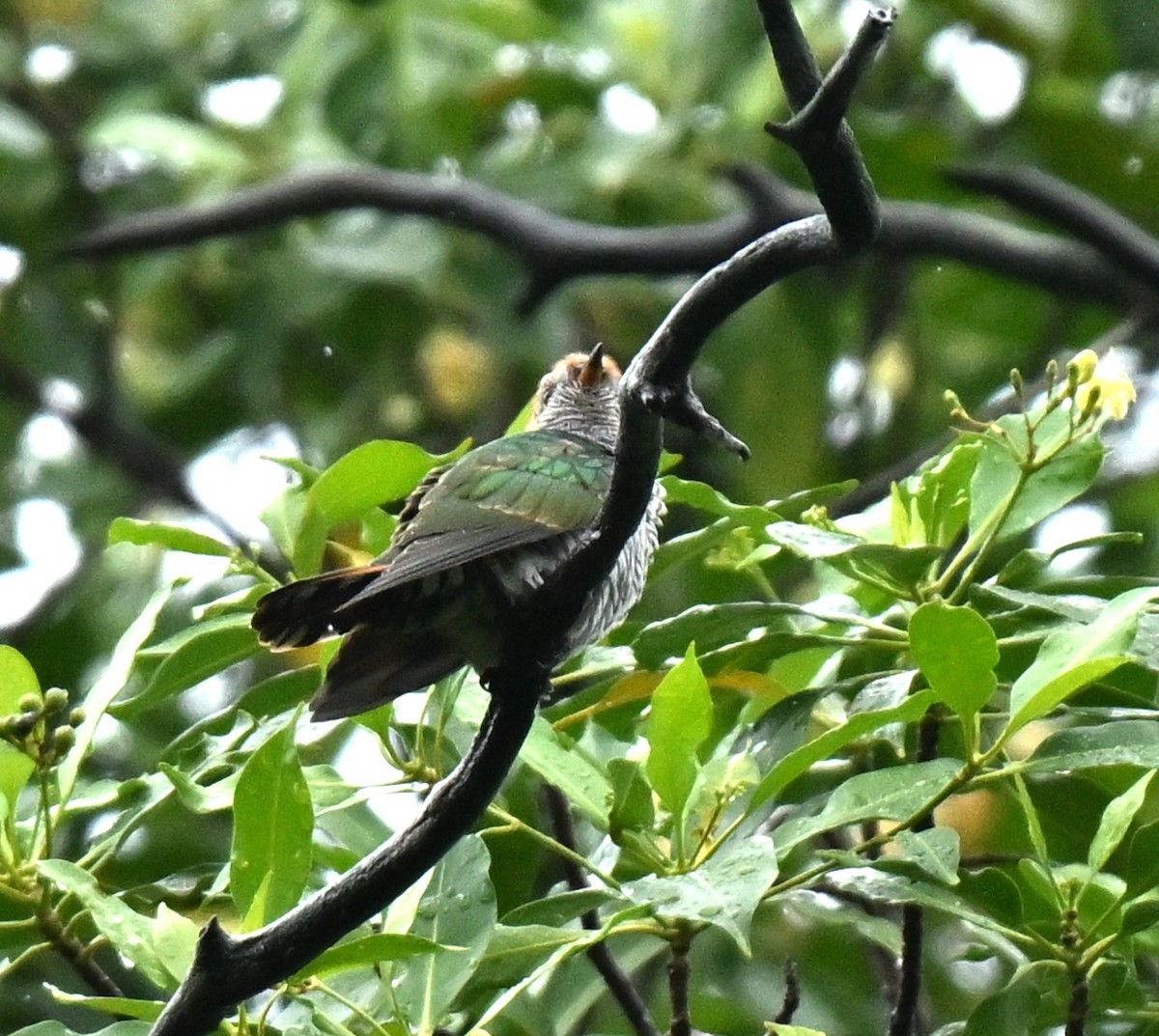 Asian Emerald Cuckoo - ML646966735