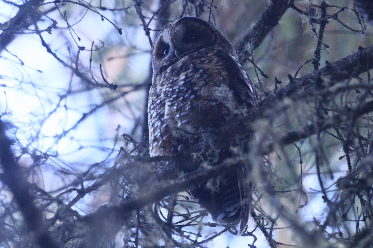 Himalayan Owl - ML646966736